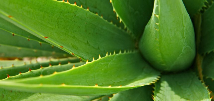 Aloe vera: benefícios e como cuidar